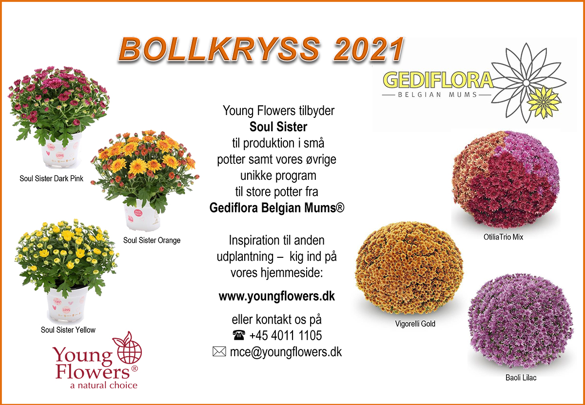 Young Flowers - chrysanthemum - 2021 Young Flowers - chrysanthemum - 2021