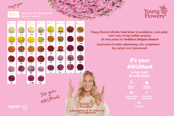 samlet lyserød hjemme dk Young Flowers - chrysanthemum - 2021