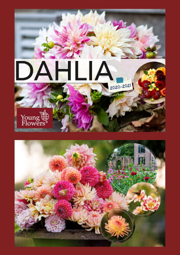 Dahlia - Young Flowers - Grossist - 2021