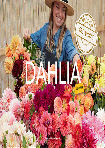 Dahlia - Young Flowers - Grossist - 2021